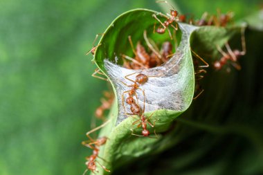 Tayland 'da yeşil yapraklı kırmızı karıncayı kapat.
