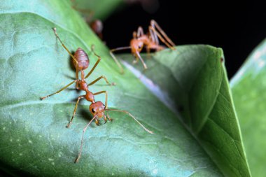 Tayland 'da yeşil yapraklı kırmızı karıncayı kapat.