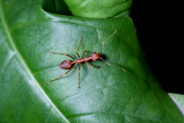 Tayland Yeşil Yapraklı Kırmızı Karıncayı Kapat — Stok fotoğraf
