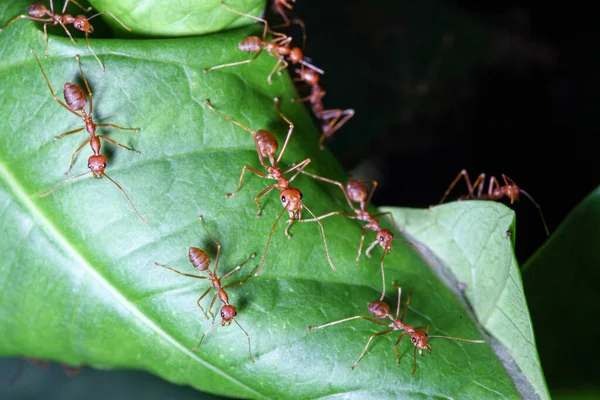Close Red Ant Green Leaf Nature Thailand — Stock Photo, Image