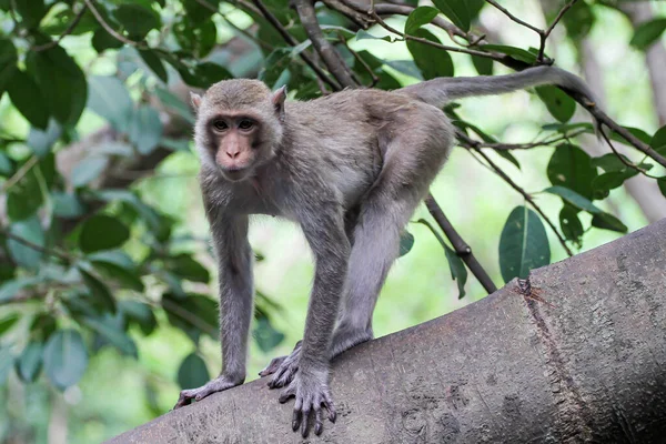 Der Affe Stoppt Einem Großen Astbaum Der Natur Thailand Stockbild