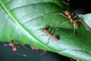 Tayland 'da yeşil yapraklı kırmızı karıncayı kapat.