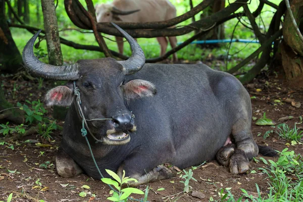 Buffalo Rest Tree Garden Thailand — стокове фото