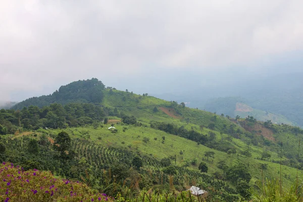 Manzara Tayland Yağmur Mevsiminde Doğa Dağının Yeşil Çimenleridir — Stok fotoğraf
