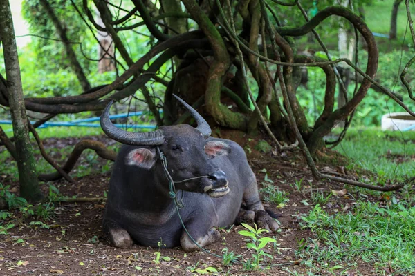 Buffalo Rest Tree Garden Thailand — Stock Photo, Image