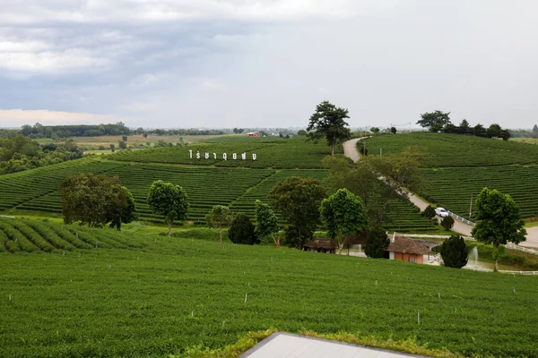 Chiang Rai Thaïlande Juillet 2020 Grand Signe Plantation Thé Choui — Photo