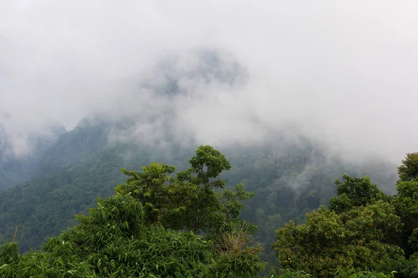 Vista Della Nebbia Nella Foresta Sulla Cima Dell Albero Montagna — Foto Stock