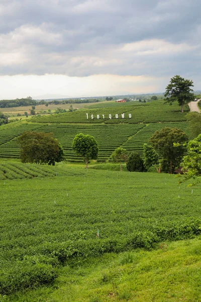 Chiang Rai Thaïlande Juillet 2020 Grand Signe Plantation Thé Choui — Photo