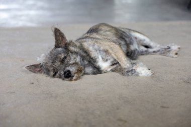 Küçük gri köpek dinleniyor ve Tayland 'da beton zeminde uyuyor.