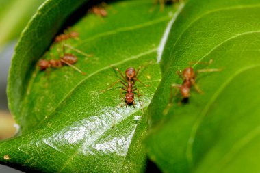 Tayland 'da yeşil yapraklı makro kırmızı karınca.