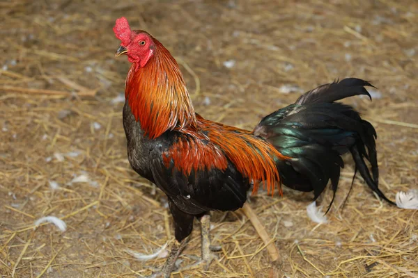 Den Kämpande Kuk Stanna Gården Thailand — Stockfoto