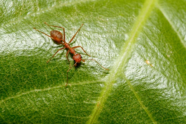 Zbliżenie Czerwona Mrówka Zielonym Liściu Przyrodzie Tajlandii — Zdjęcie stockowe