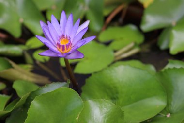 Kapatın nilüfer çiçeğinin mor rengi Tayland bahçesinde çok güzeldir.