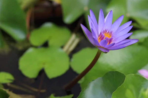 Крупним Планом Квітка Лотоса Фіолетового Кольору Красива Саду Таїланді — стокове фото