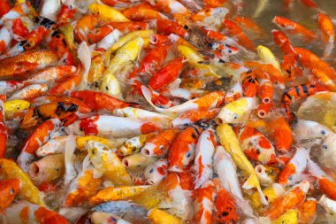 Sudaki sazan balığı grubu çok güzeldir.