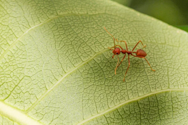 Κοντινό Κόκκινο Μυρμήγκι Πράσινο Φύλλο Στη Φύση Στην Ταϊλάνδη — Φωτογραφία Αρχείου