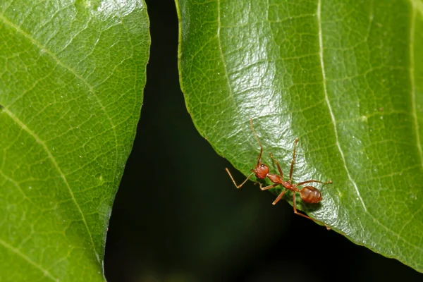 Acercamiento Hormiga Roja Hoja Verde Naturaleza Tailandia —  Fotos de Stock