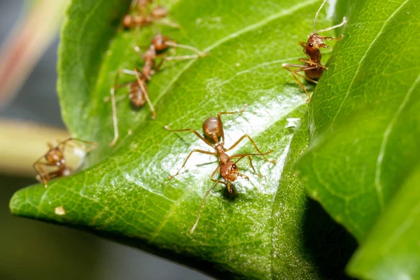 Close Red Ant Green Leaf Nature Thailand — Stock Photo, Image