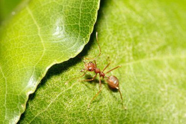 Tayland 'da yeşil yapraklı kırmızı karıncayı kapat.
