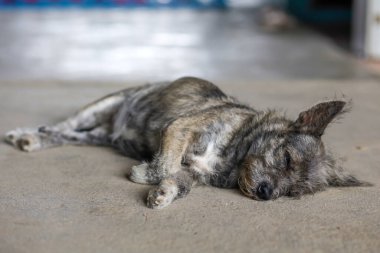Küçük gri köpek dinleniyor ve Tayland 'da beton zeminde uyuyor.