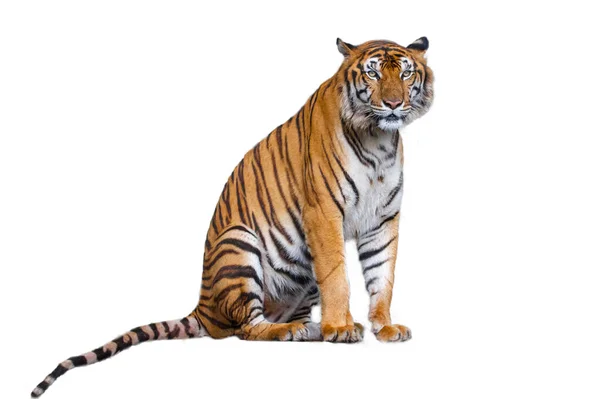Tigern Sitdown Vit Bakgrund Har Väg — Stockfoto