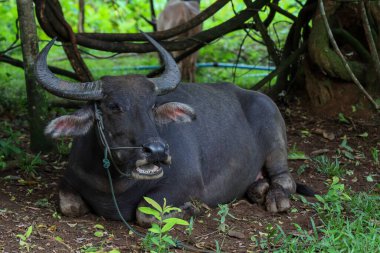 Bufalo Tayland 'daki bahçedeki ağacın altında dinleniyor.