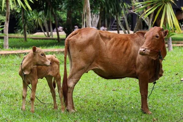 Family Red Cow Stay Graden Thailand — Stock Photo, Image
