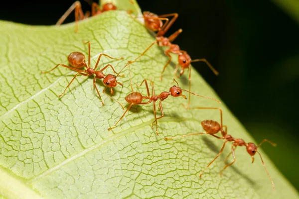 Tayland 'da yeşil yapraklı kırmızı karıncayı kapat.