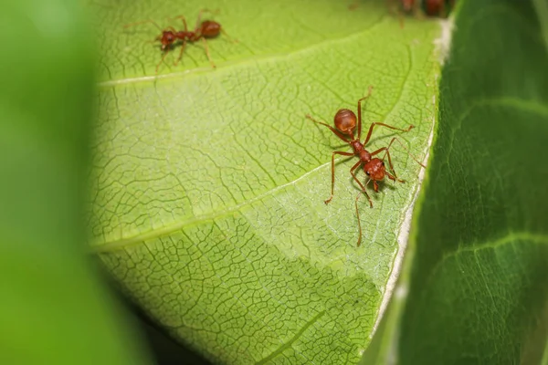 Close Red Ant Green Leaf Nature Thailand — Stock Photo, Image