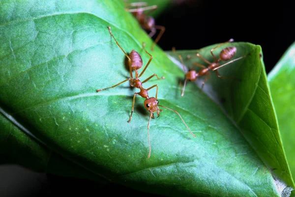 Tayland 'da yeşil yapraklı kırmızı karıncayı kapat.