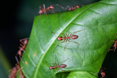 Tayland 'da yeşil yapraklı kırmızı karıncayı kapat.