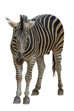 Beyaz arka plandaki Burchell zebrasının yolu var.