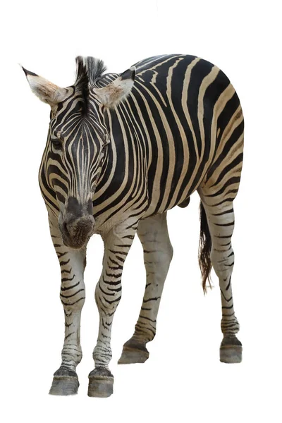 Burchell Zebra Bílém Pozadí Mají Cestu — Stock fotografie