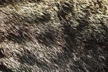 Desen ve arkaplan için gri kedi derisini kapat