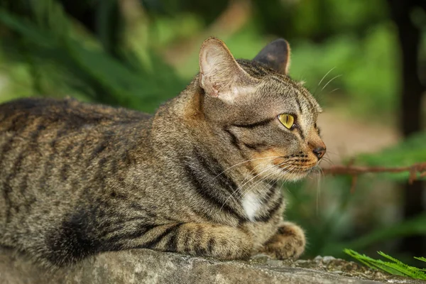 Närbild Huvud Grå Katt Sover Väggen — Stockfoto