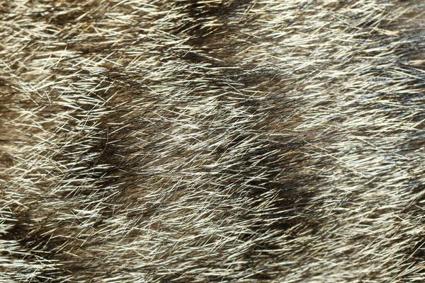 Close Gray Cat Skin Pattern Background — Stock Photo, Image