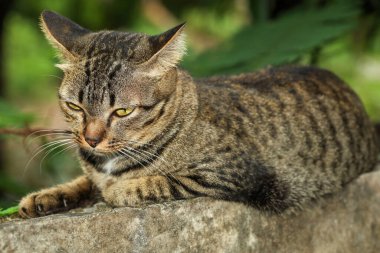 Kapat başını, gri kedi duvarda uyuyor.