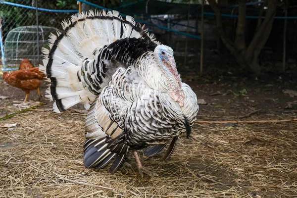 The big Turkey is stand up in farm at thailand