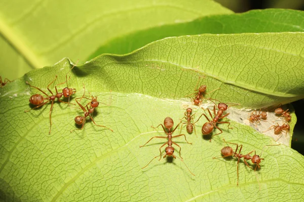 Macro Fourmi Rouge Sur Feuille Verte Dans Nature Thailand — Photo