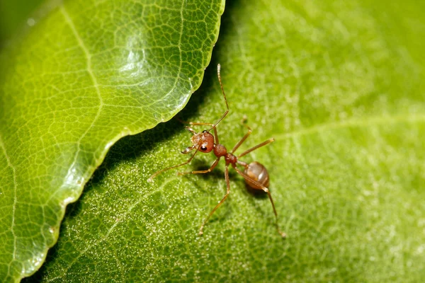 Tayland Yeşil Yapraklı Makro Kırmızı Karınca — Stok fotoğraf
