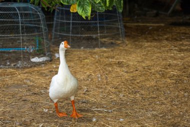 Yazın Tayland 'da beyaz kaz