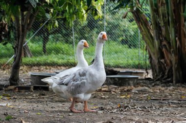 Beyaz kaz Tayland 'da çiftlikte kalıyor.