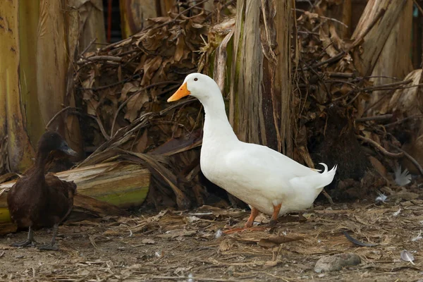 Pato Branco Verão Fazenda Tailândia — Fotografia de Stock