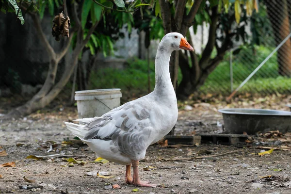 The white goose stay in farm at thailand