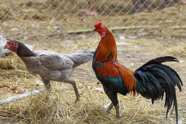 Het Koppel Dat Met Hen Vecht Blijft Boerderij Thailand — Stockfoto