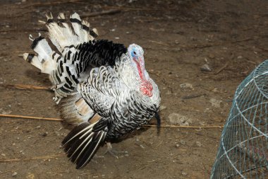 Büyük Türkiye, Tayland 'daki çiftlikte ayağa kalktı