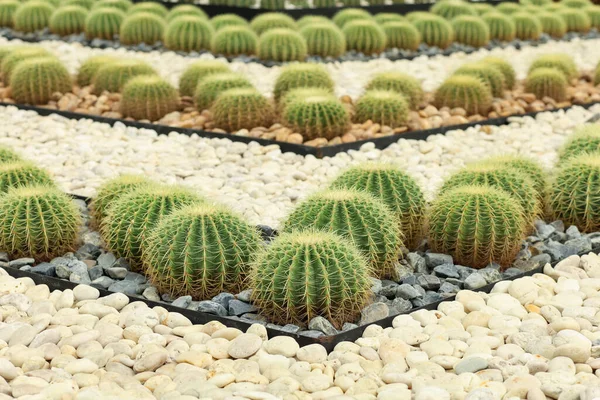 Bahçedeki kayanın üzerindeki büyük kaktüsü kapat.