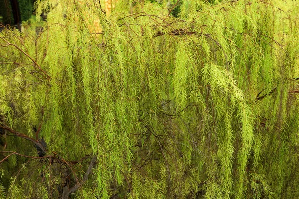 Grüner Mini Blattton Naturtönen Für Hintergrund — Stockfoto