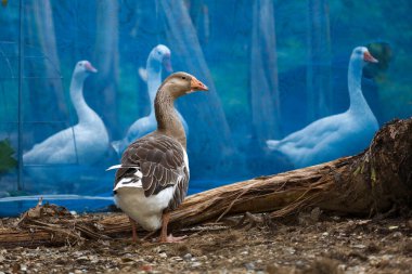 Gri kaz ve beyaz kaz grubu Tayland 'daki bahçede.