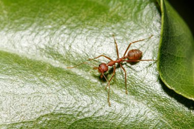 Tayland 'da yeşil yapraklı makro kırmızı karınca.